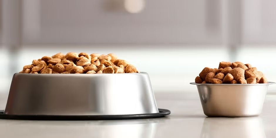 Tipo de alimento para perros.