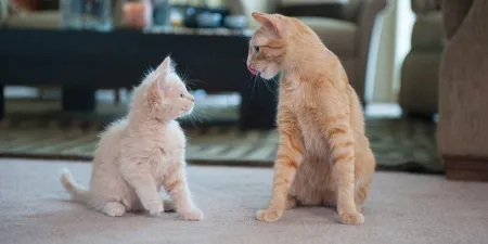 la-llegada-de-un-nuevo-gato-a-casa.jpg.webp?itok=uQzPTII5
