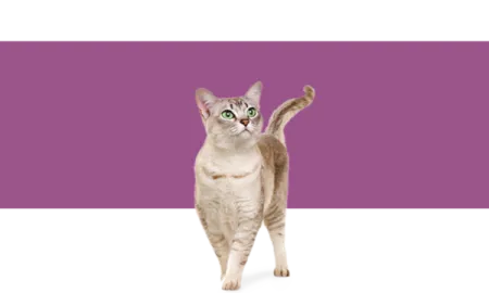 purina-cuidados-gatos.png.webp?itok=Bi42wLEE