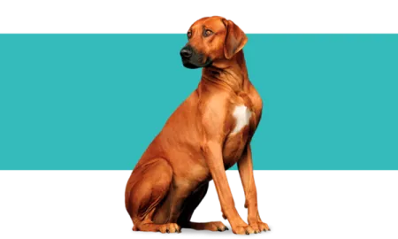 purina-cuidados-perro.png.webp?itok=1_lZ5S_Z