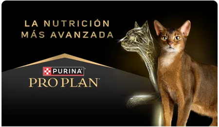 Cta-Proplan-Gatos.png.webp?itok=Xv0s0Dpj