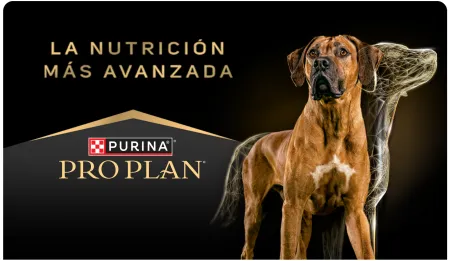 Cta-Proplan.png.webp?itok=PNA0BQFV