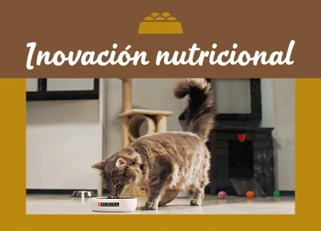 purina-img-nutrition.jpg.webp?itok=IydtjuGQ