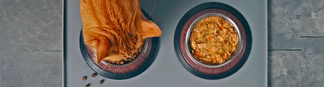 purina-brand-cuanto-alimento-humedo-puede-comer-mi-gato-desktop.png