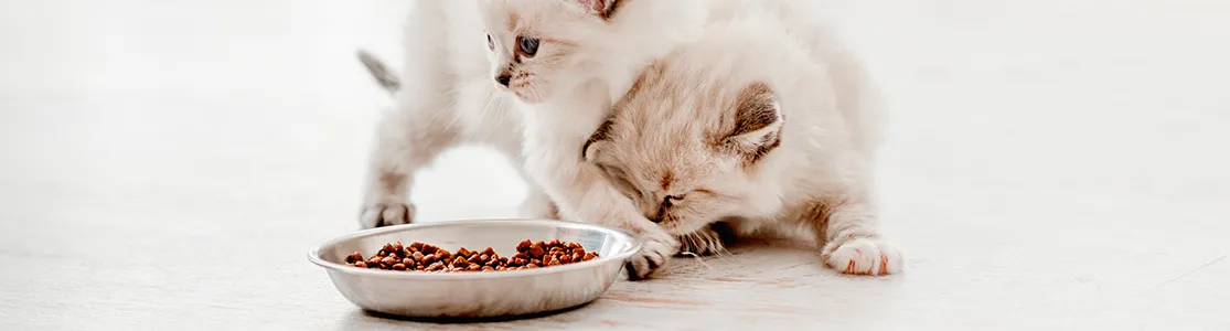 purina-brand-que-comen-los-gatitos-bebes-banner-desktop.png