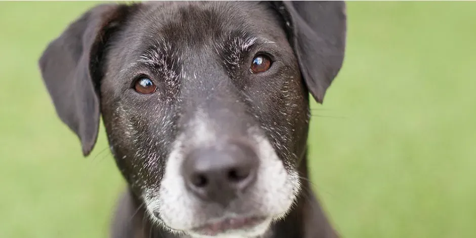 10-consejos-para-cuidar-mejor-de-tu-perro-adulto-mayor-purina.jpg.webp