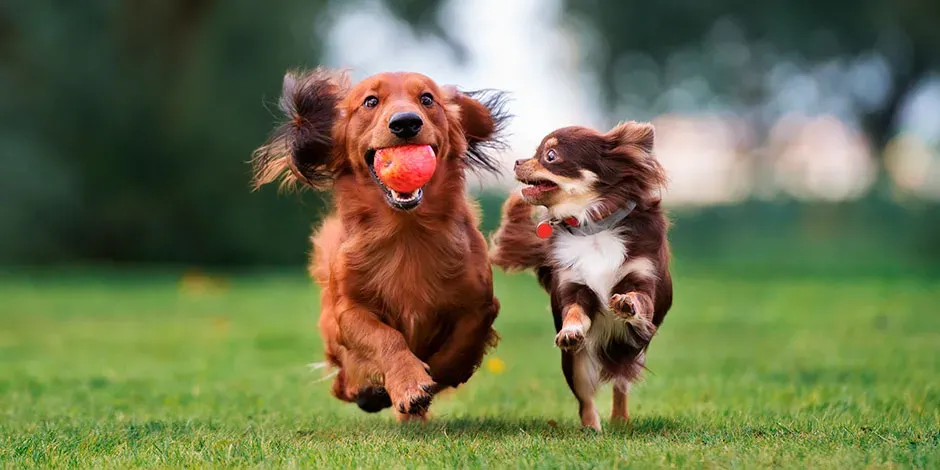 Cuando mi perro es adulto, su piel y pelaje lucen distintos.jpg.webp