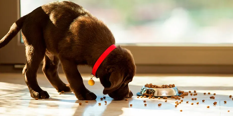 Qué cantidad de comida debo darle a mi cachorro.jpg.webp