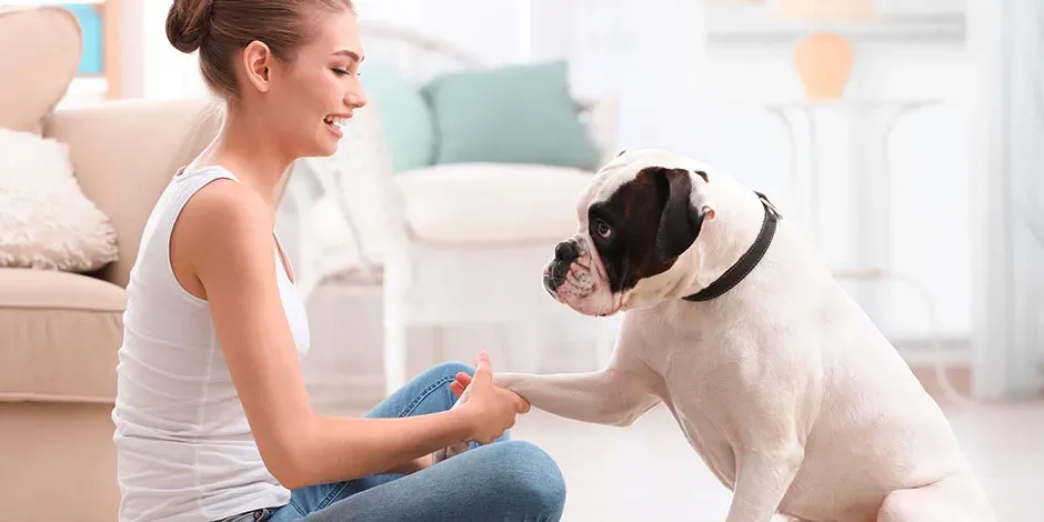 Reglas básicas para educar a tu perro dentro de casa.jpg.webp