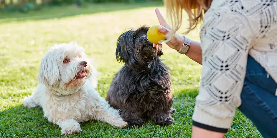 Sólo mi perro necesita entrenamiento o yo también.jpg.webp