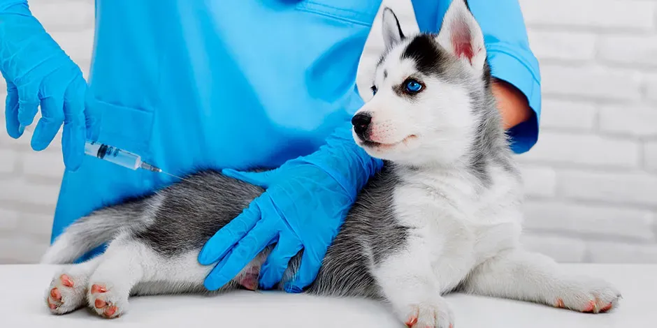 Vacunas básicas para mi cachorro.jpg.webp