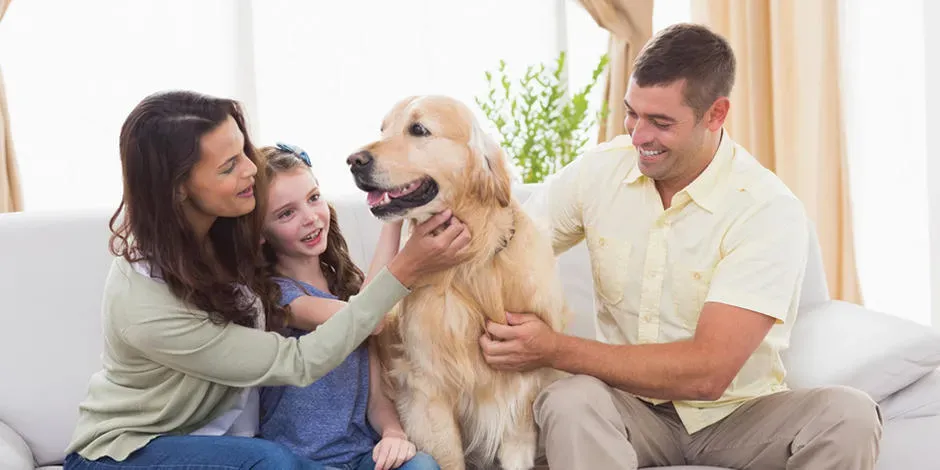 purina-que-tu-casa-sea-a-prueba-de-perros-cachorros.jpg.webp