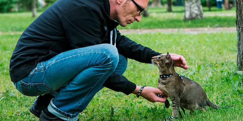 Consejos para saber cómo entrenar a un gato.jpg