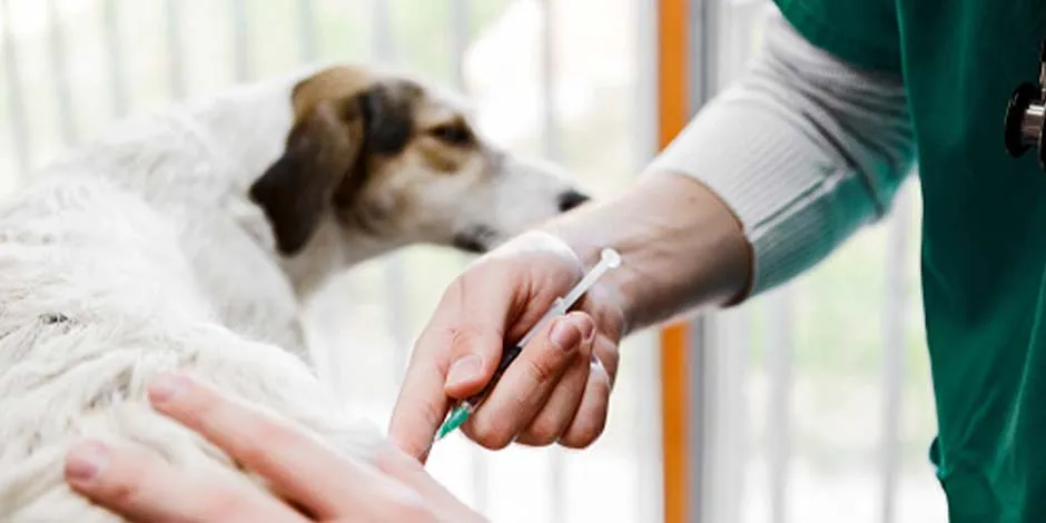 Vacuna para perro adulto blanco, por parte de un veterinario de uniforme verde.