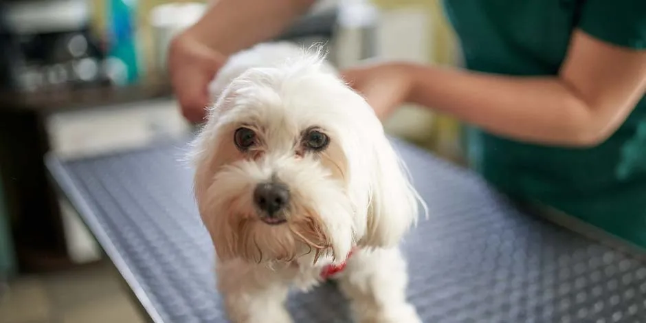 Profesional de la salud animal preparando a una mascota de raza pequeña color beige para recibir su vacuna para perros.